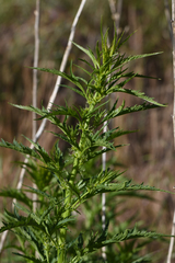 Datisca glomerata