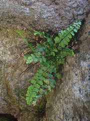 Asplenium vespertinum
