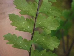 Asplenium vespertinum