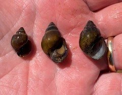 Campeloma decampi