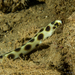 Magnificent Snake Eel - Photo (c) rock05, some rights reserved (CC BY-NC), uploaded by rock05
