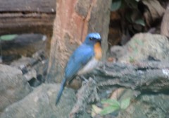 Cyornis sumatrensis