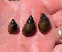Campeloma decampi