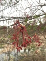 Acer rubrum