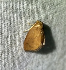 Heterogenea shurtleffi