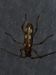Eburodacrys triocellata