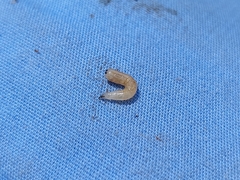 Neosilba