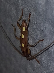 Eburodacrys triocellata