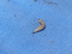 Neosilba