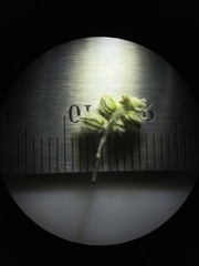 Cryptantha pterocarya pterocarya