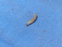 Neosilba