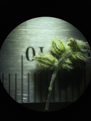 Cryptantha pterocarya pterocarya