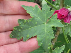 Bactericera lavaterae