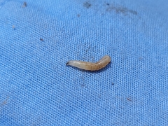 Neosilba