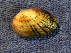 Cambarunio taeniatus