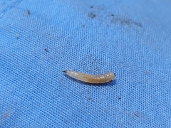 Neosilba