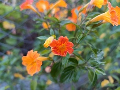 Streptosolen