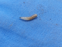 Neosilba