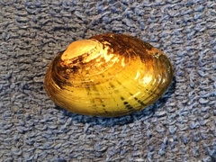 Cambarunio taeniatus