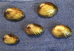 Cambarunio taeniatus