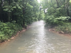 Cambarunio taeniatus