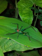 Arachnoscelidina