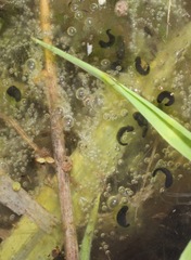 Rana luteiventris