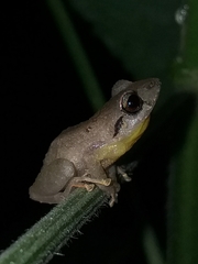 Pristimantis taeniatus