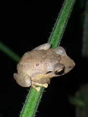 Pristimantis taeniatus