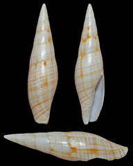 Nebularia dondani