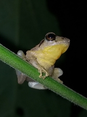 Pristimantis taeniatus