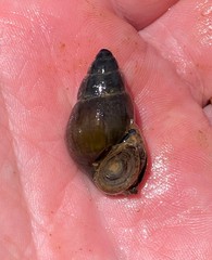 Campeloma decampi