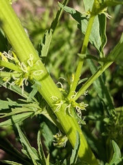 Datisca glomerata