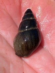 Campeloma decampi