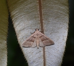 Polypogon nothusalis