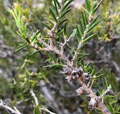 Melaleuca wilsonii