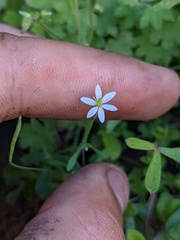 Meconella denticulata