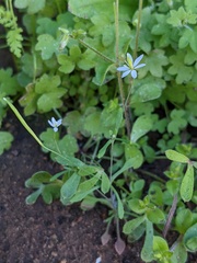 Meconella denticulata