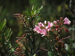 Bejaria aestuans
