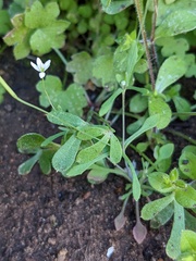 Meconella denticulata