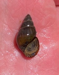 Campeloma decampi