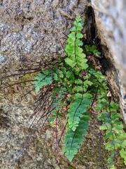 Asplenium vespertinum