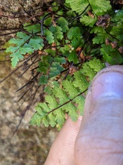 Asplenium vespertinum