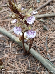 Corallorhiza macrantha