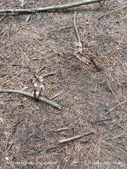 Corallorhiza macrantha