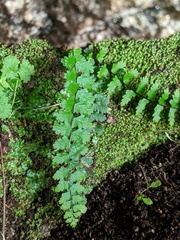 Asplenium vespertinum