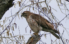 Buteo jamaicensis