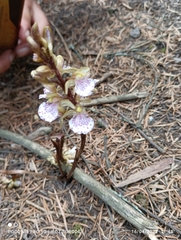 Corallorhiza macrantha