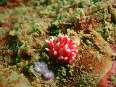 Okenia hiroi