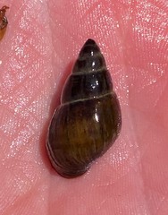 Campeloma decampi